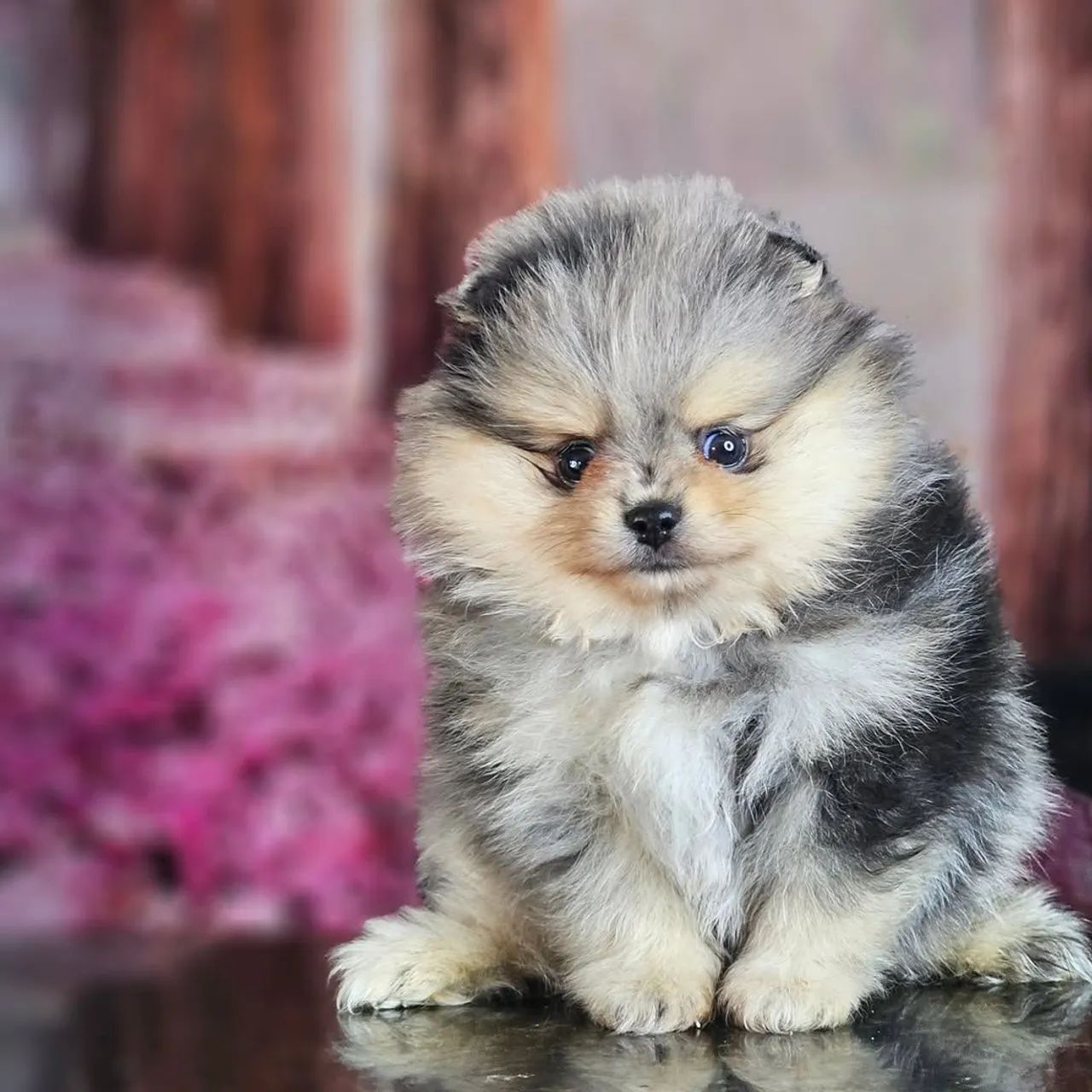 Filhotes de Spitz Alemão Anão com Pedigree CBKC Microchipados