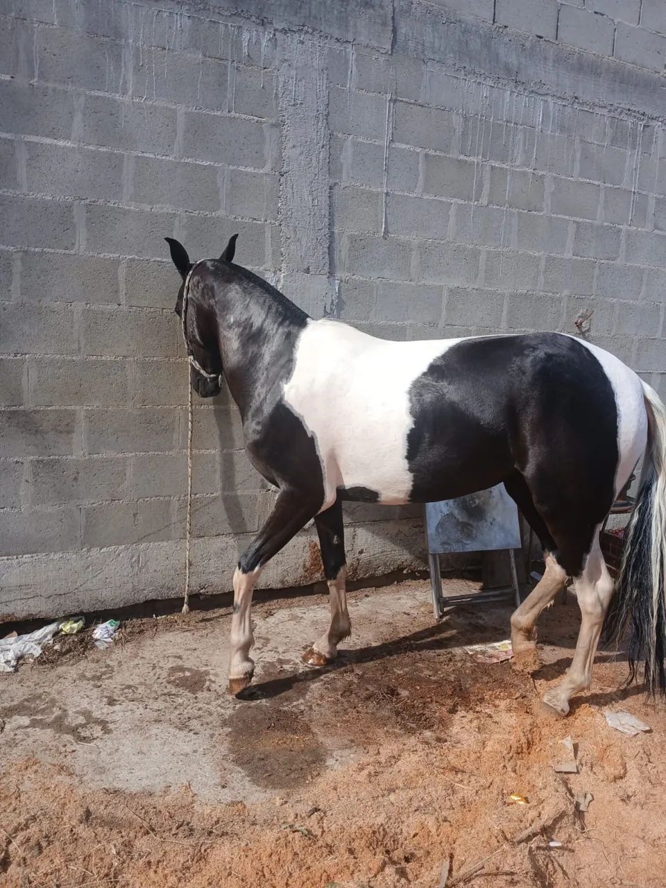 Potra 2 anos e3 meses  - Foto 3