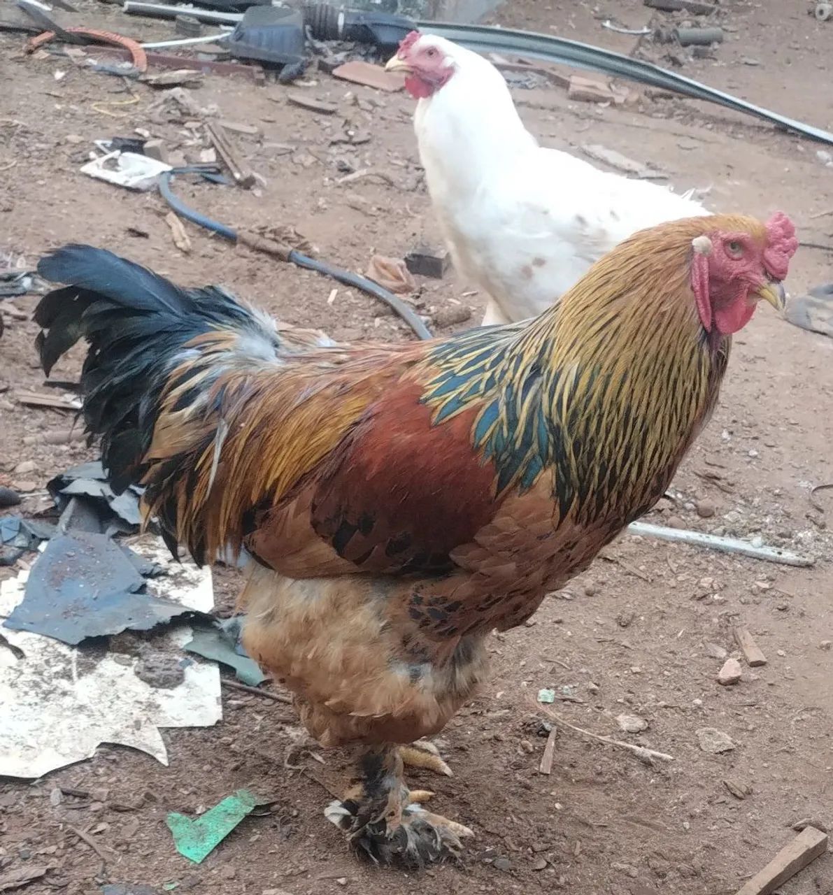 Galo Brahma 