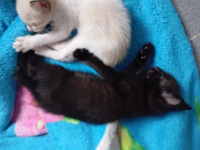 Adoção responsável! - Foto 2