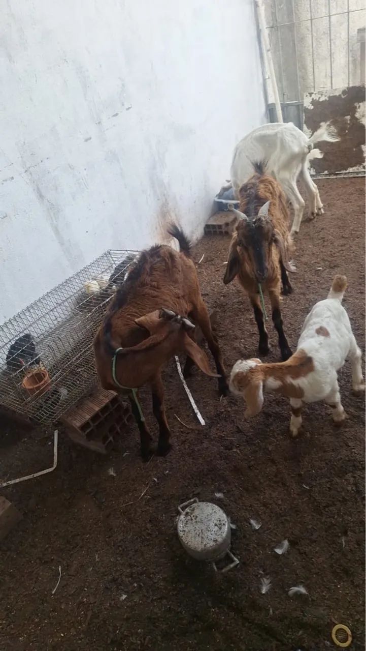 Cabra  mestiça anglo nubiana  com boe Vendo ou troco 