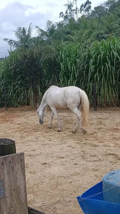 Cavalo marchador para venda  - Foto 6