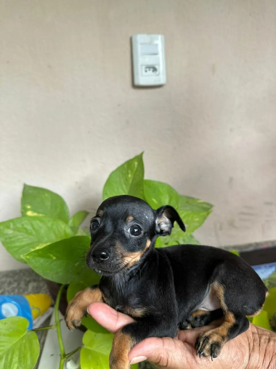 Filhote de Pinscher
