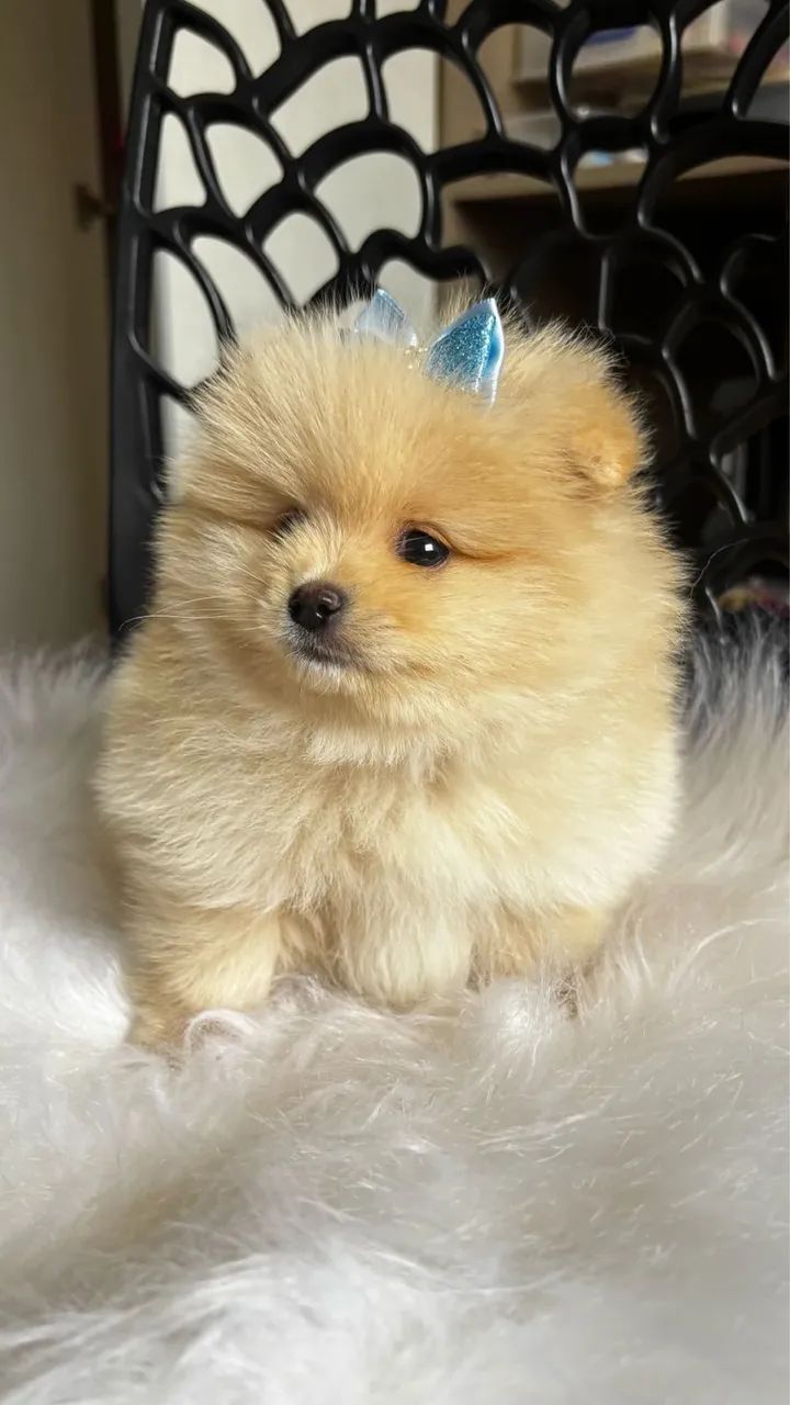 :) lindos bebês pronta entrega Lulu da Pomerania - Foto 3