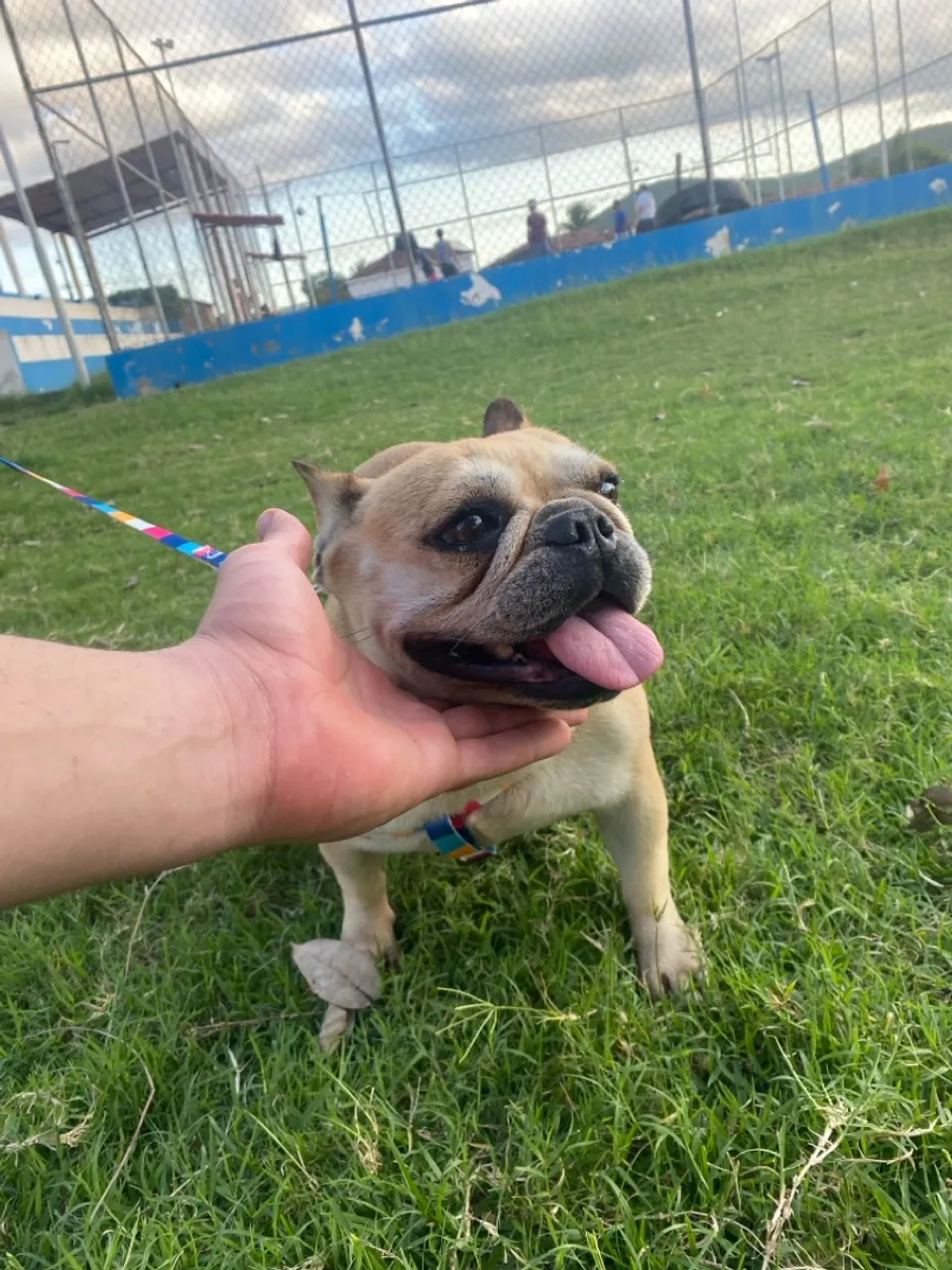 Buldogue Francês