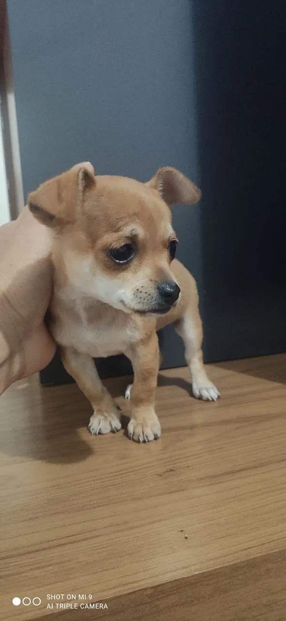 Filhote de Chihuahua à Venda