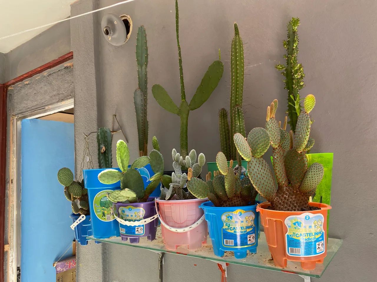 Desapego de 11 cactos 