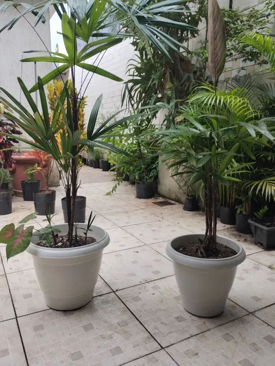 Mudas de Rafhia no vaso - Foto 4