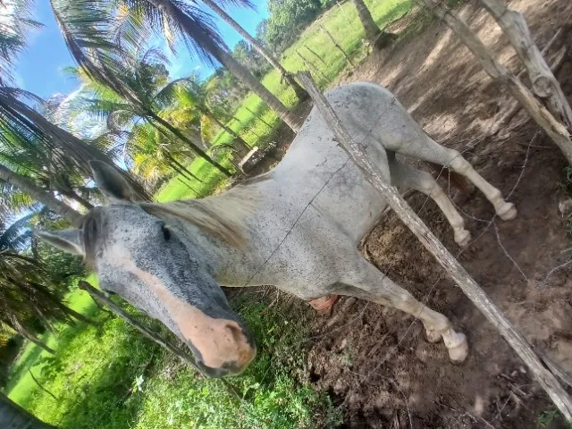 Cavalo Pampa de pedrês