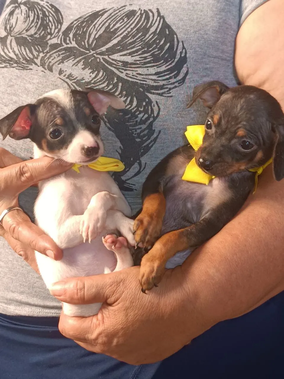 Filhotes de Pinscher