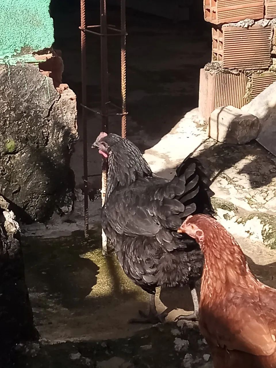 Galinha gigante Negro 