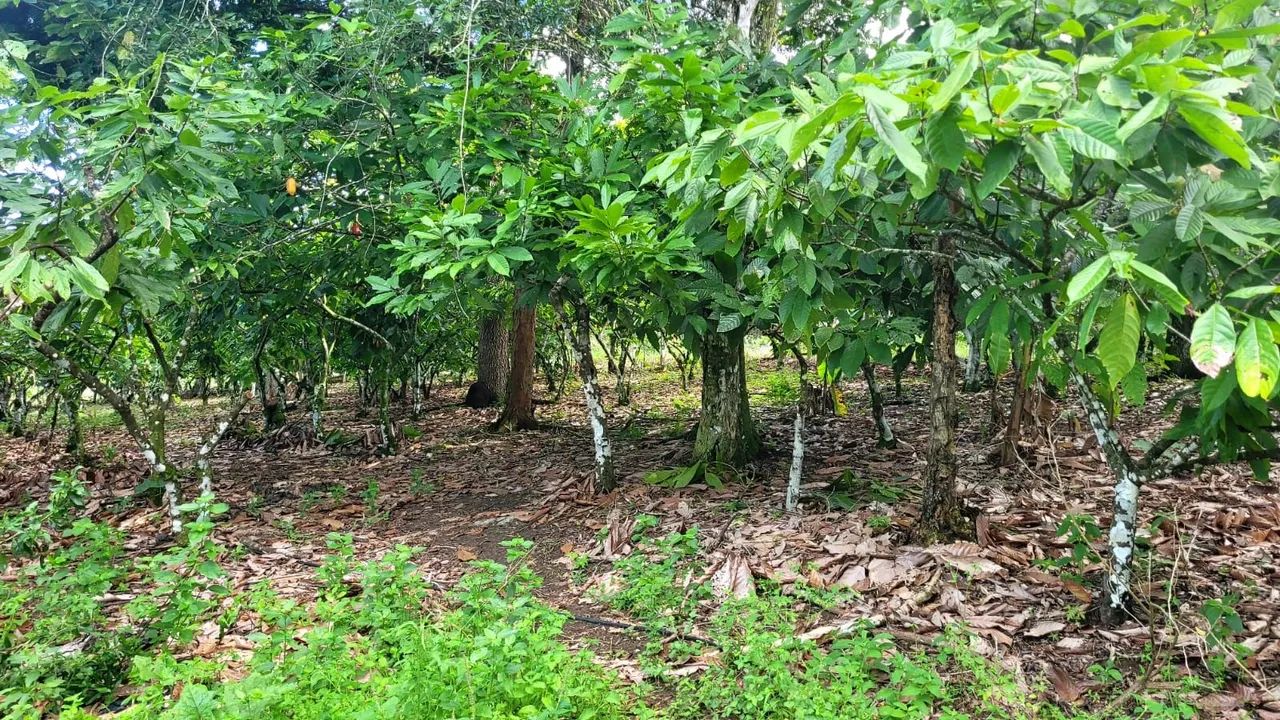 Vendo excelente sítio em Valença Bahia  - Foto 3