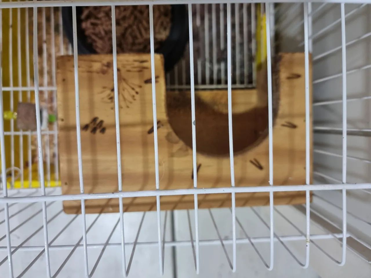 Ração para roedores PIC NIC 1,8kg - Coelhos, Porquinho da india e ramster + BRINDES - Foto 4