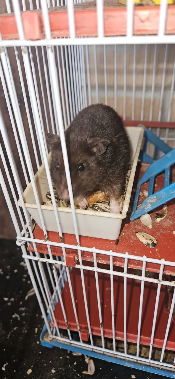 Hamster sírio