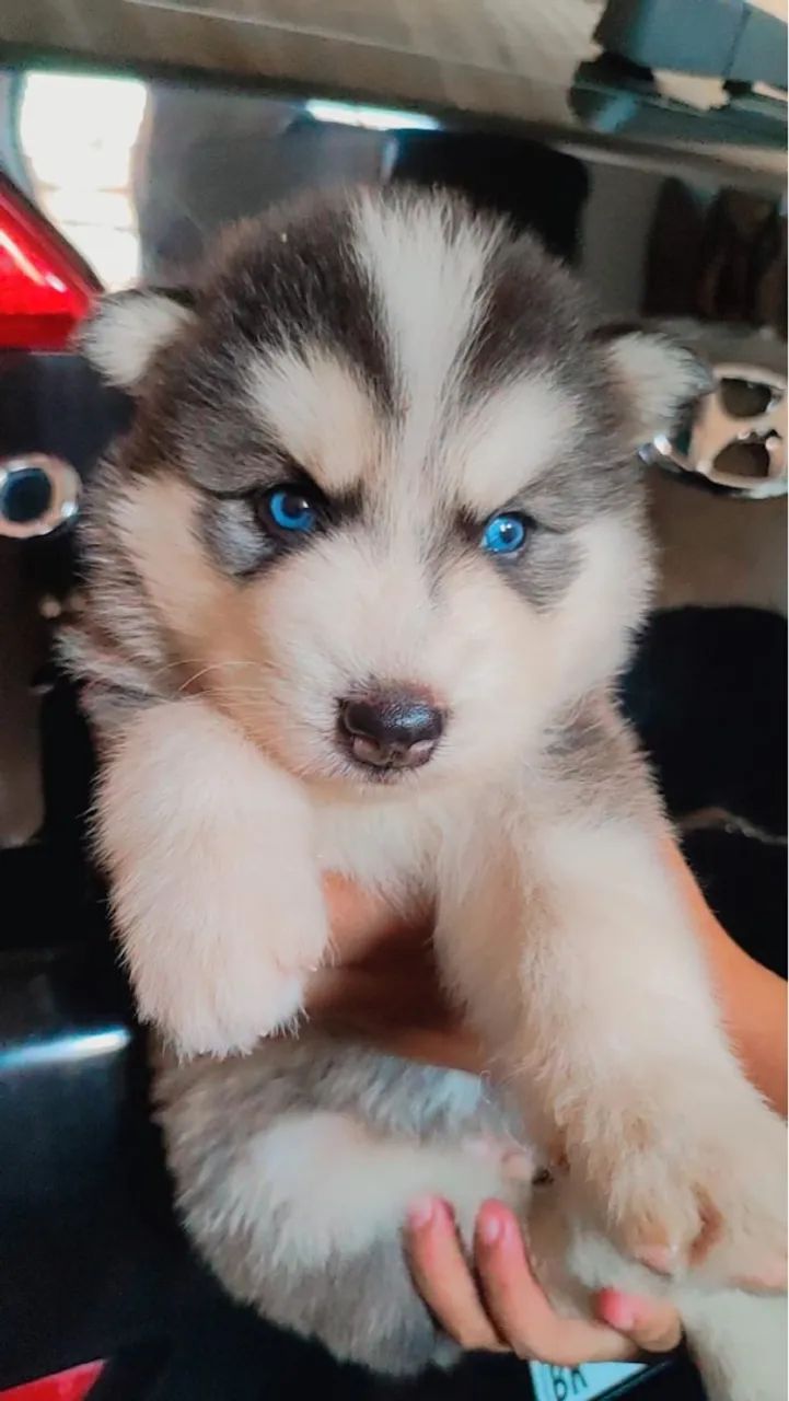 Husky Siberiano de Olhos Azuis ( Pelagem Wooly ) 