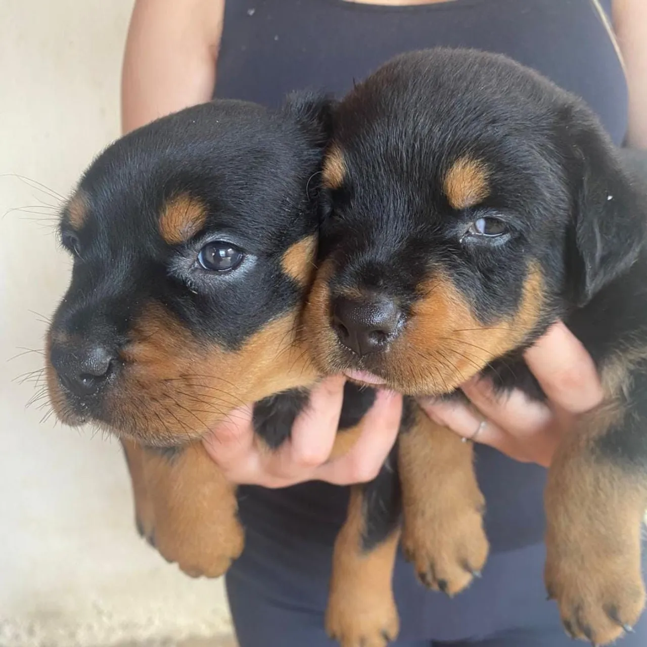 5 filhotes Rottweiler femea 45 dias