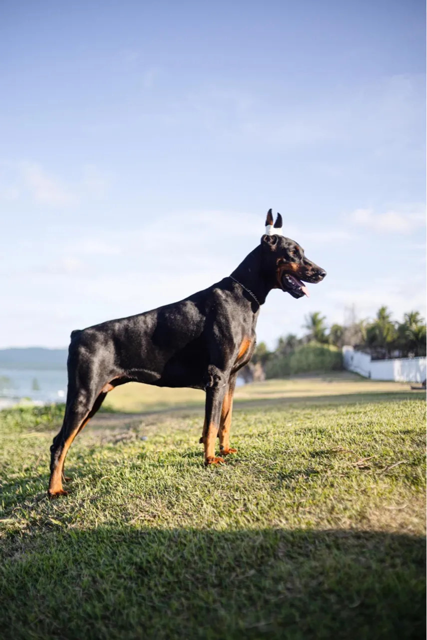 Dobermann Europeu