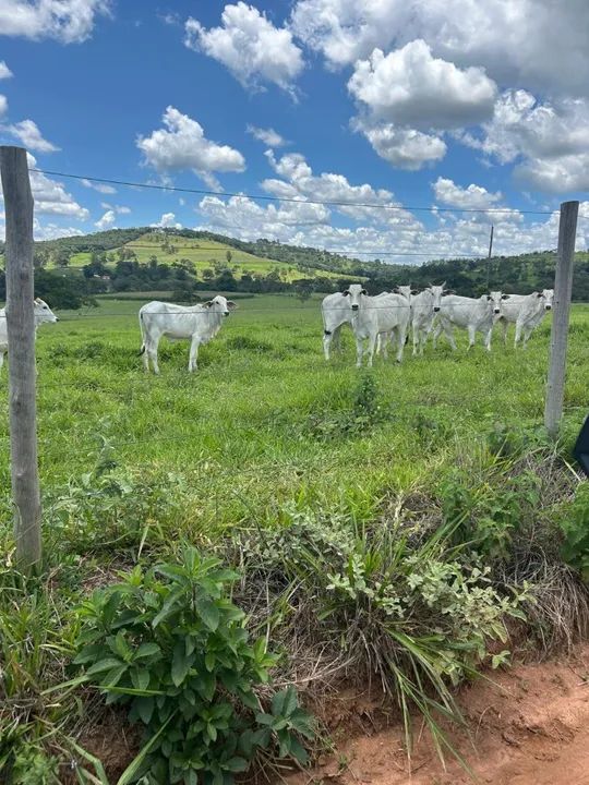 gado nelore e angus - Foto 2