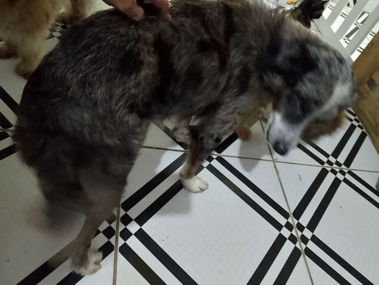 Cão de porte médio para adoção