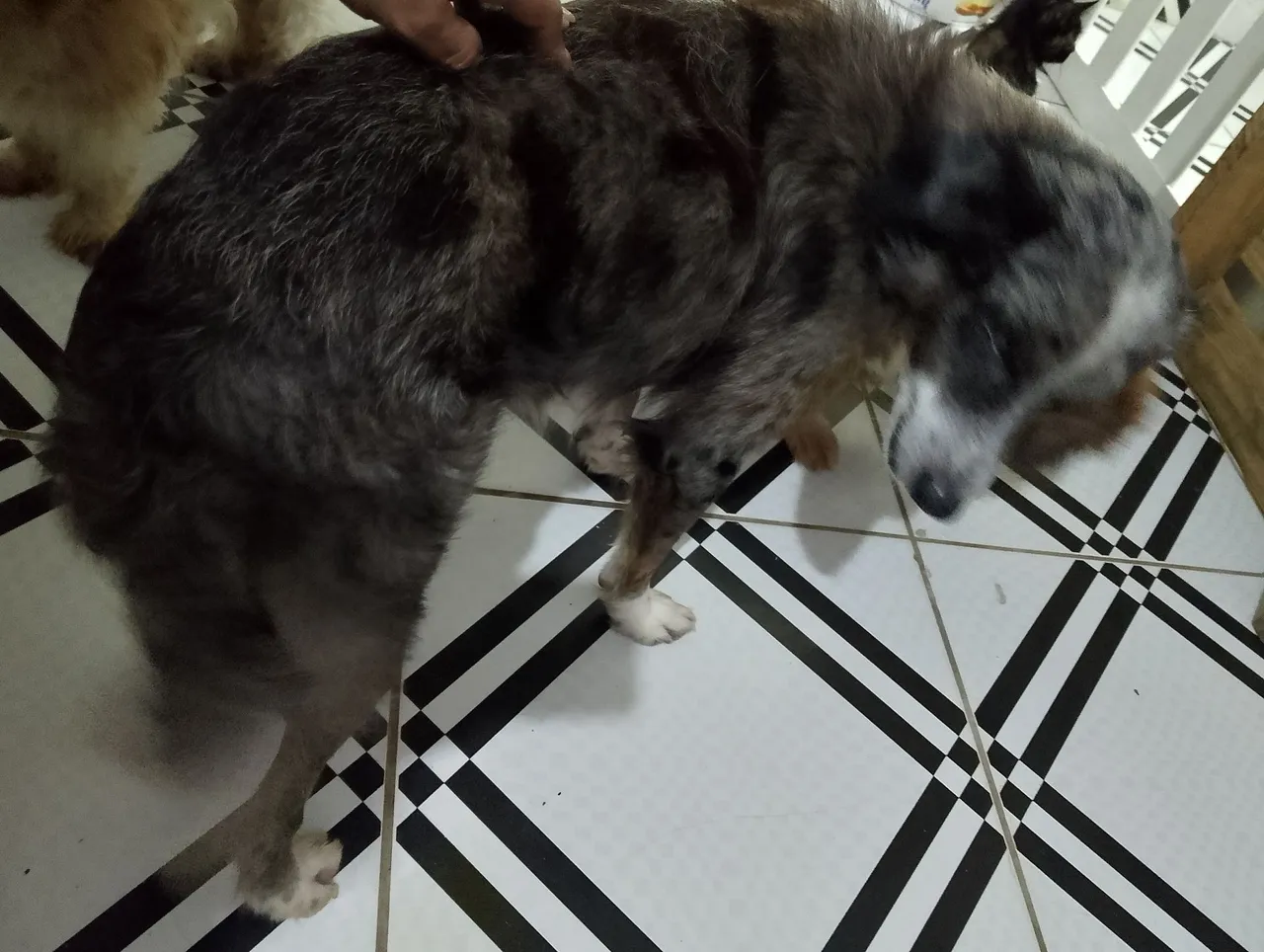 Cão de porte médio para adoção