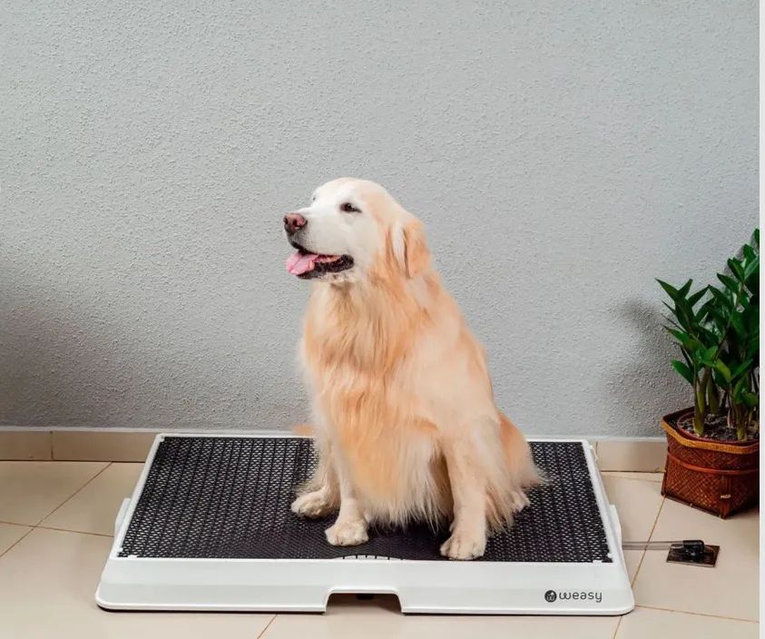 Banheiro inteligente para cães Weasy 