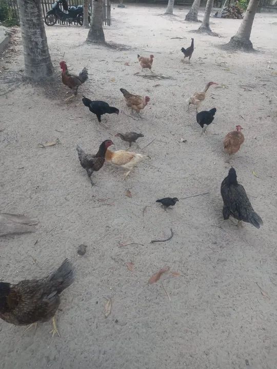 Galinhas e galos para venda - Foto 4