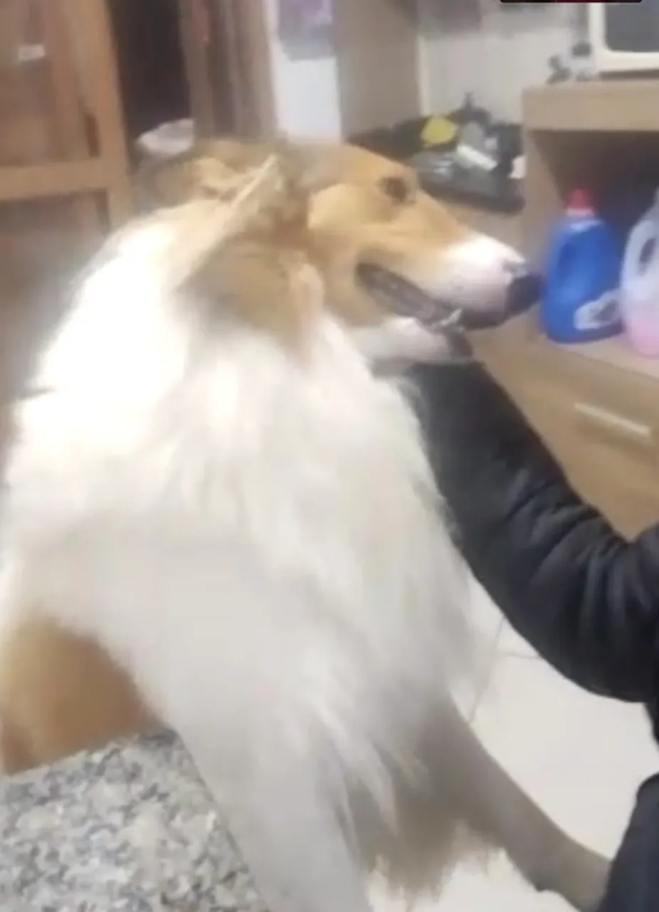 Collie