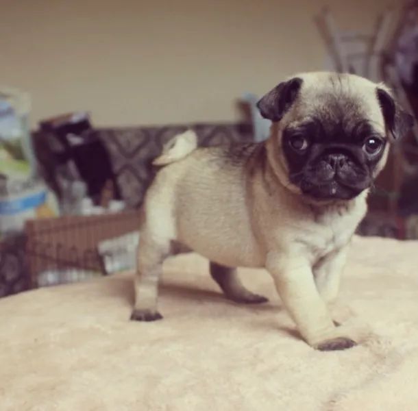 Pug trabalhamos com mais de 20 raças. - Foto 2