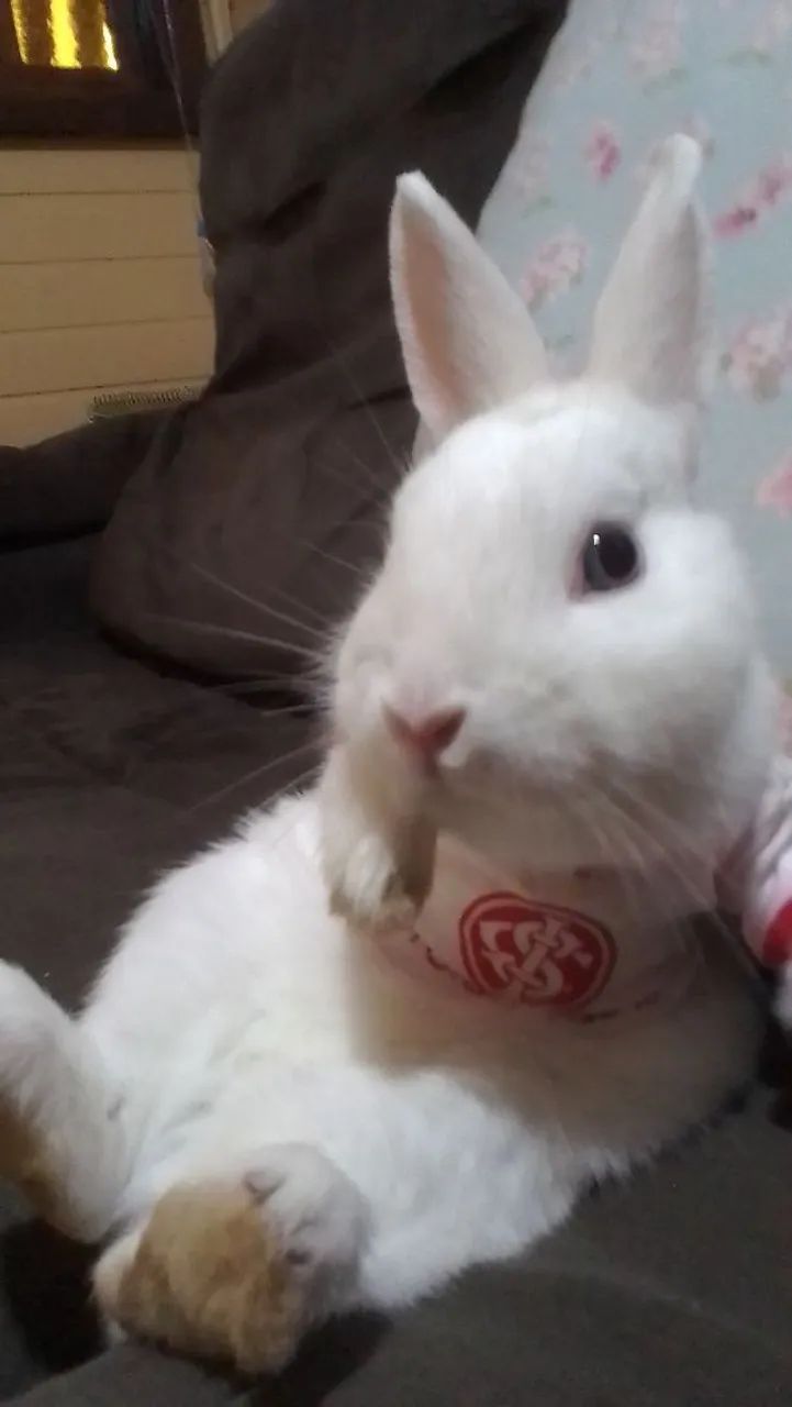 Coelho Northeland - Foto 4