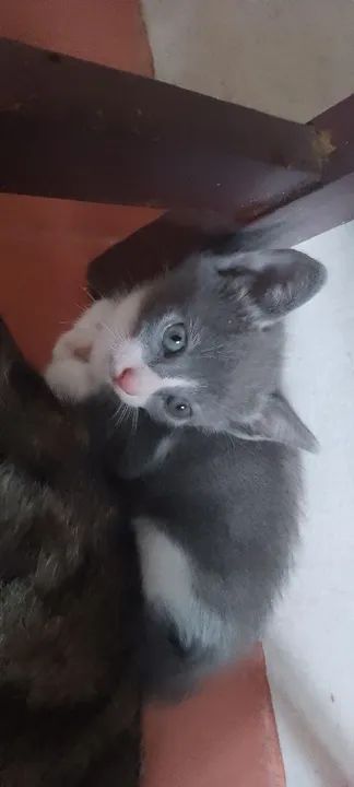 Doa-se gatos - Foto 2