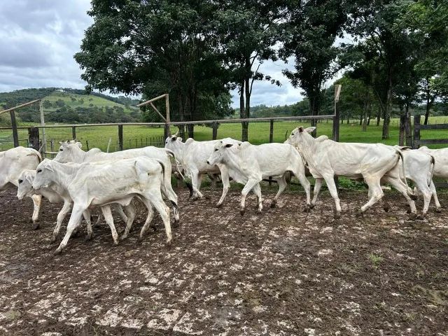 gado nelore e angus - Foto 5