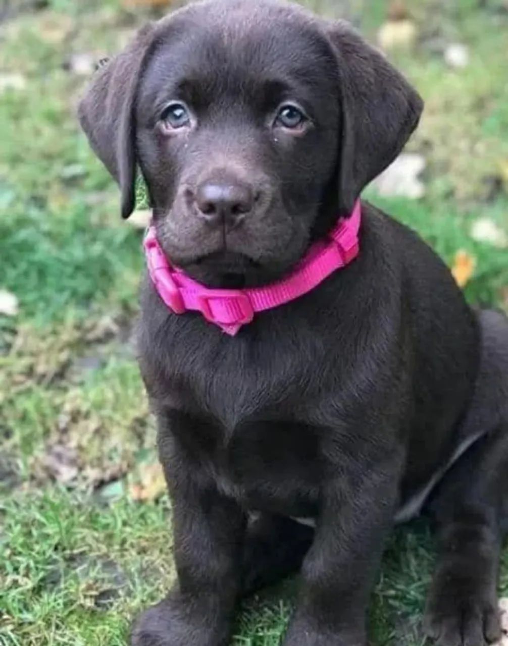 Filhotes de Labrador  - Foto 2