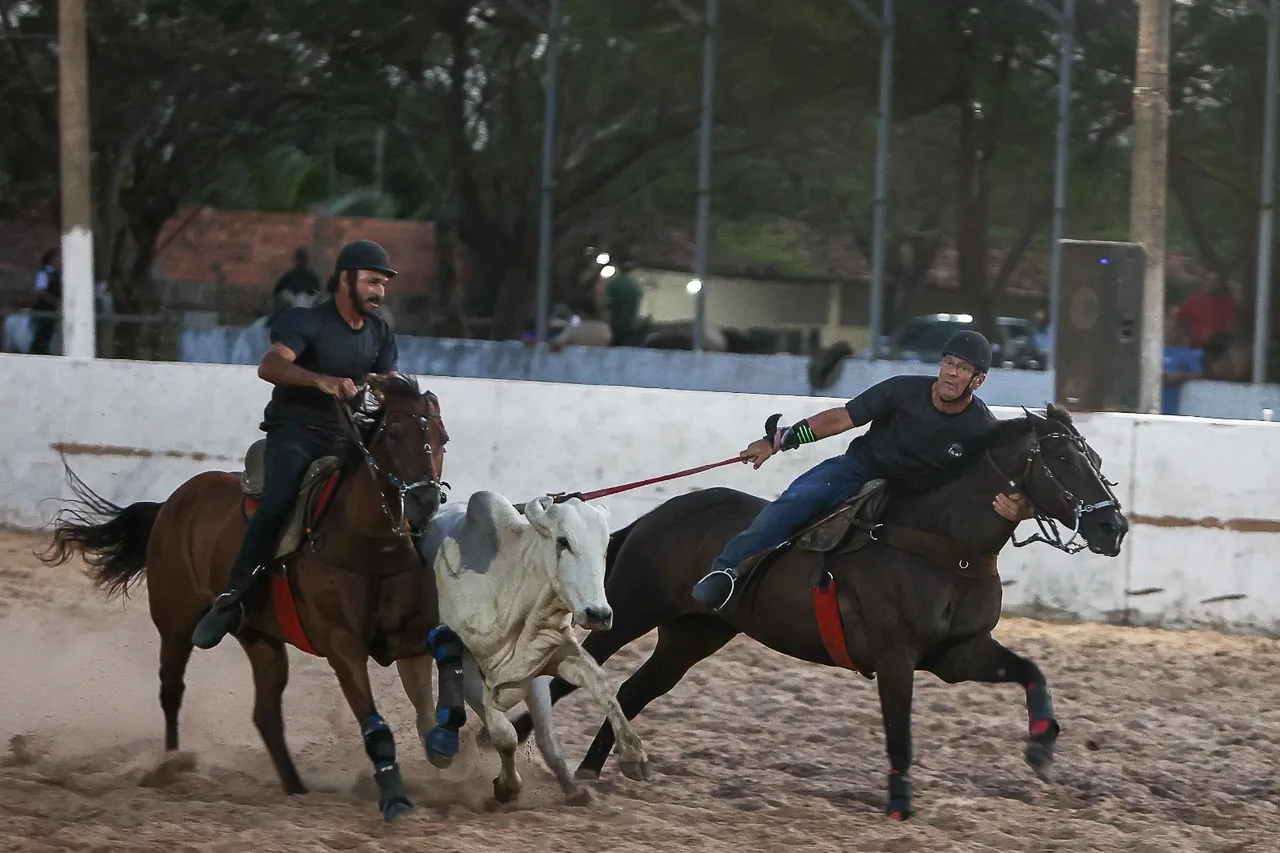 Vende-se,cavalo quarto de Milha,de esteira 