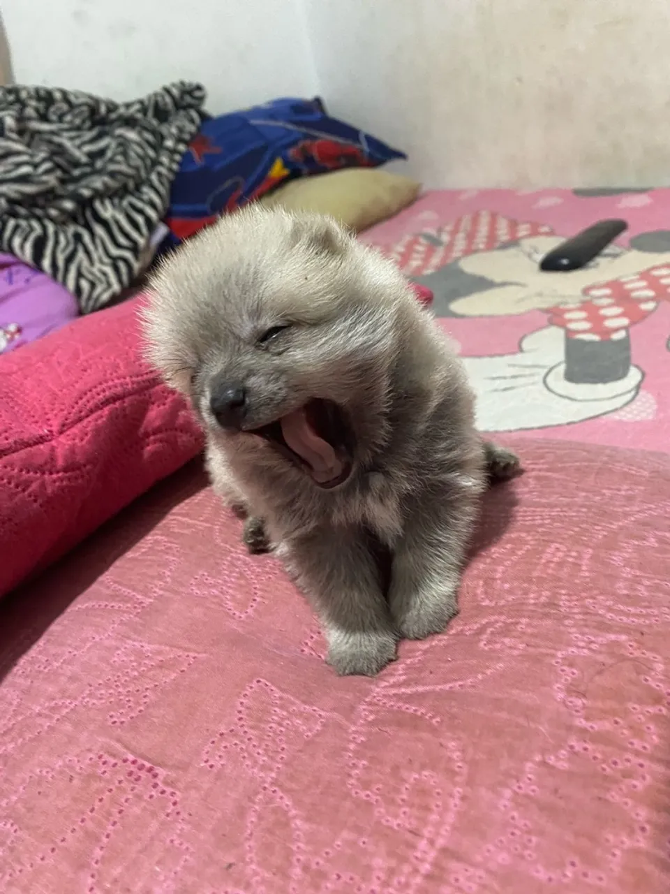 Chihuahua peludo
