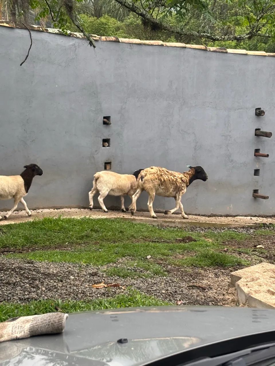 Ovelha Dorper - Foto 5