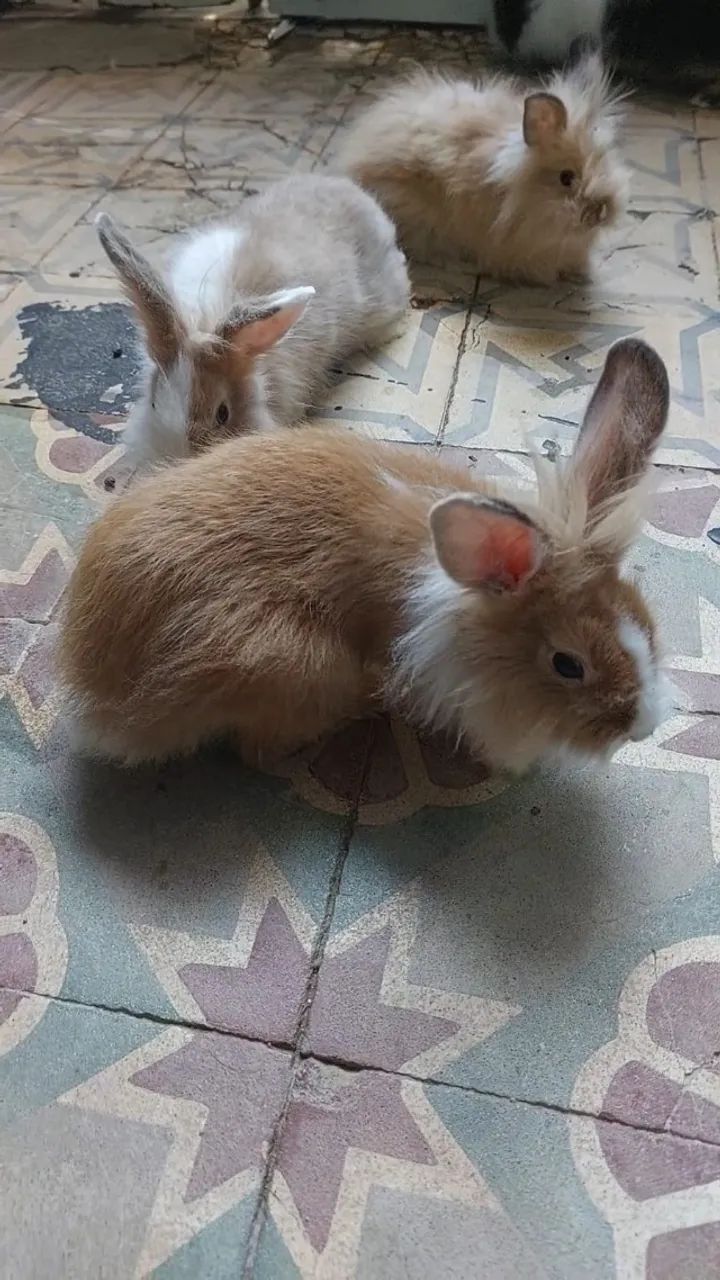 Mini Coelhos - Foto 2