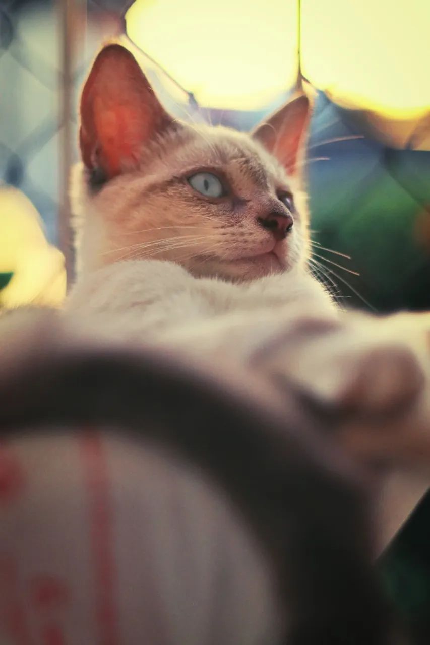 Doa-se Gato 6 meses (Vacinado e Carinhoso)