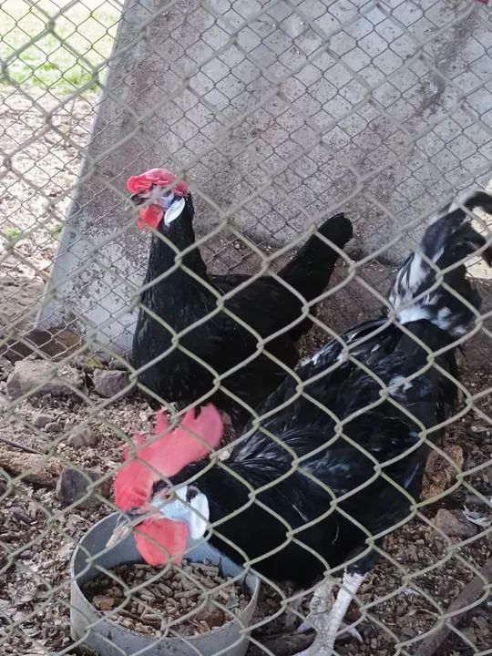 Galinhas ornamentais - Foto 3