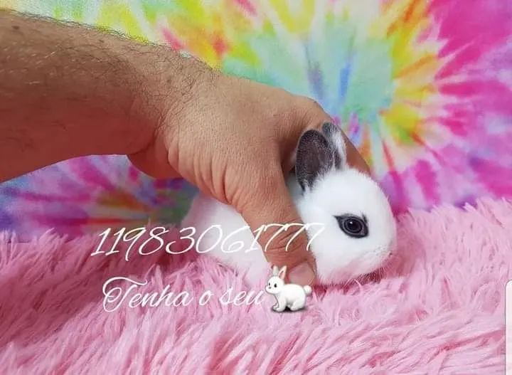 mini coelho anão fofura ,mini pincher puro - Foto 3