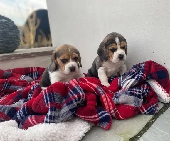 Beagle para Venda em São Paulo ? Alegres, Inteligentes e Muito Dóceis
