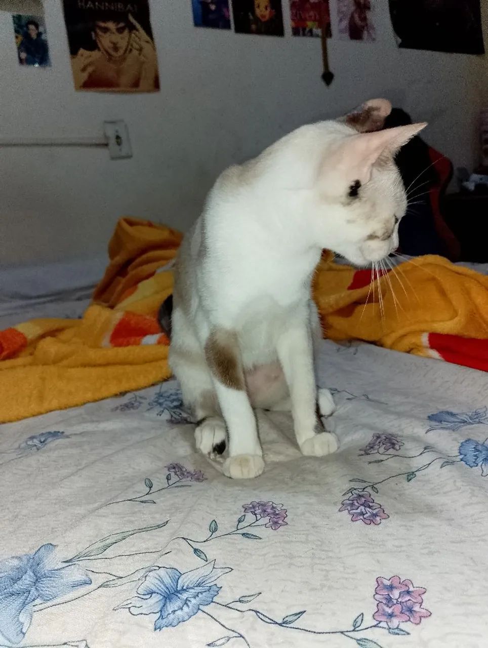 Gata adoção  - Foto 5