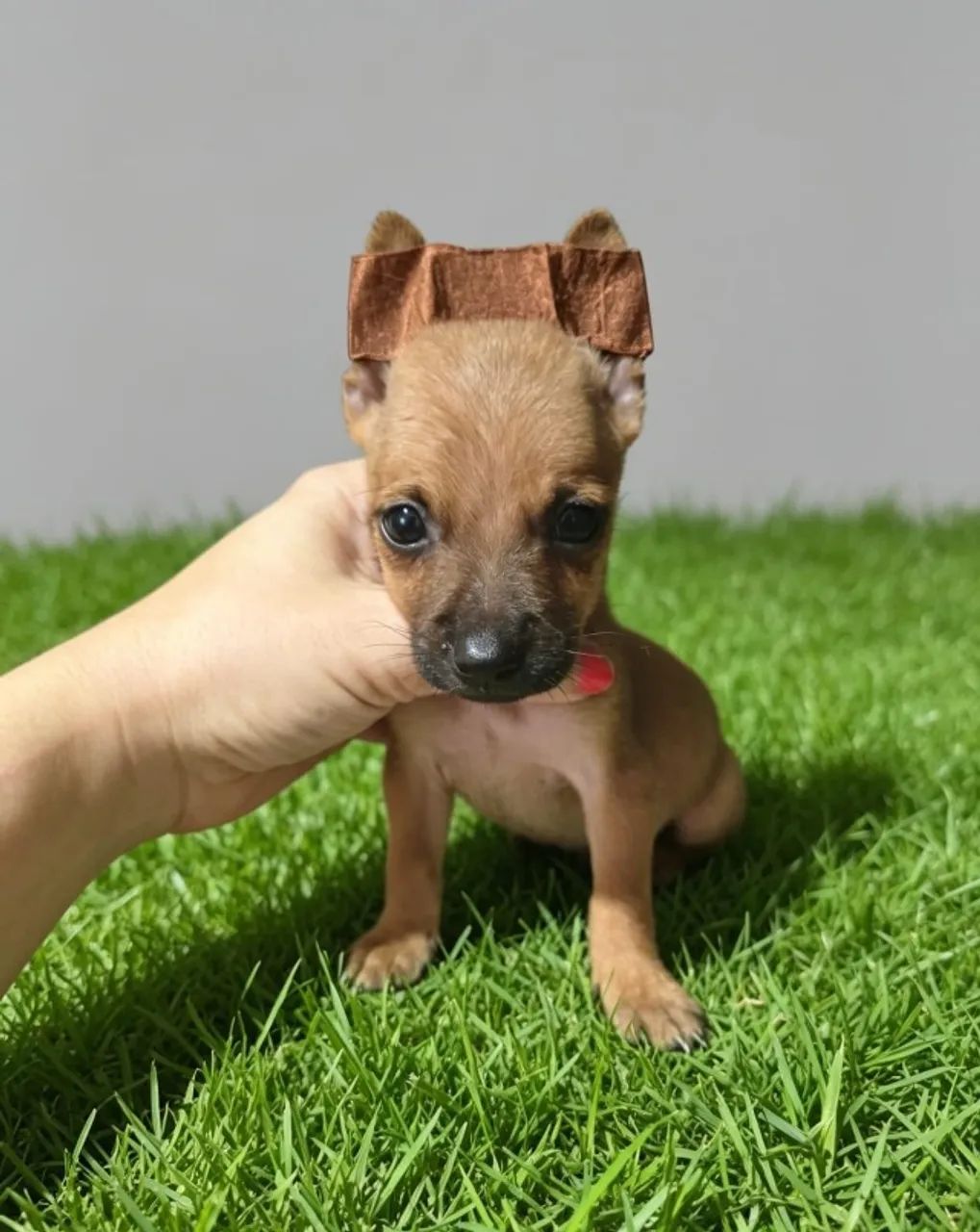 Filhotes Pinscher Disponíveis