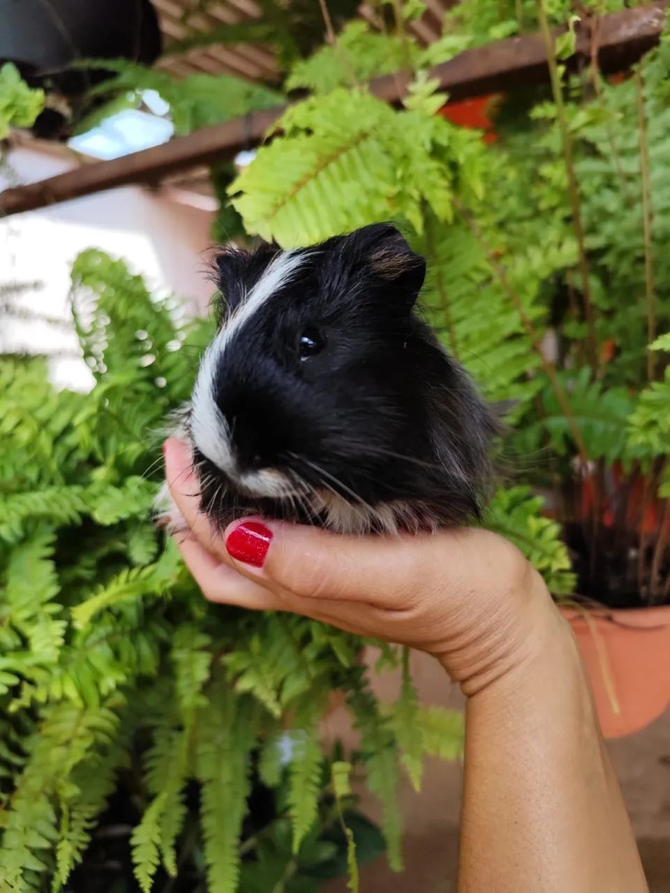 porquinho da Índia sheltie  - Foto 2