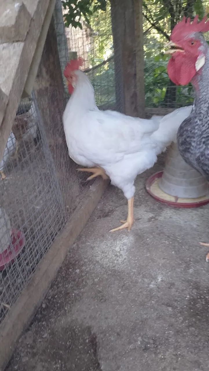 Vende se galo branco  - Foto 2