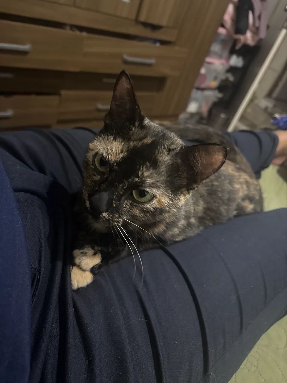 Doação de gato 