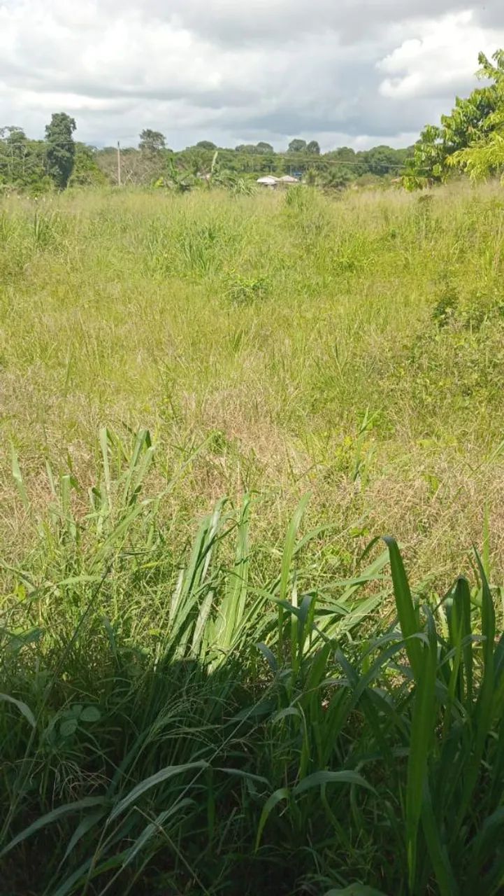 Vende se chácara em Tabocal Santarém  - Foto 2
