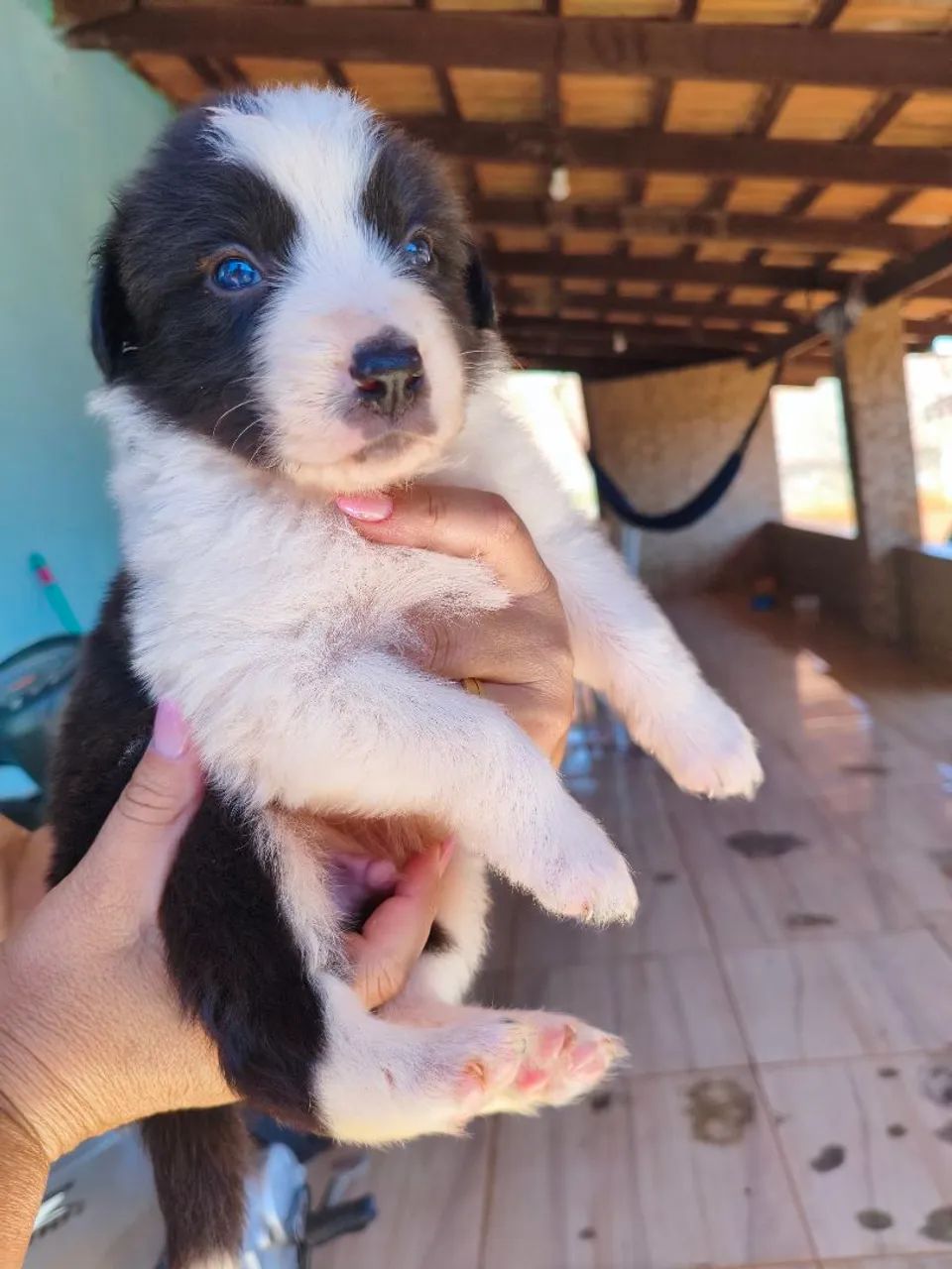 Filhotes cachorro boder collie  - Foto 4