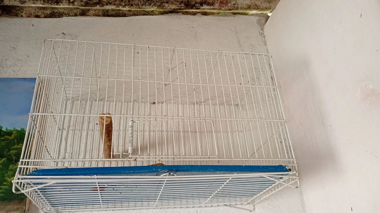 Gaiola  - Foto 4