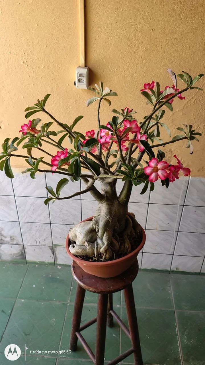 Rosa do deserto