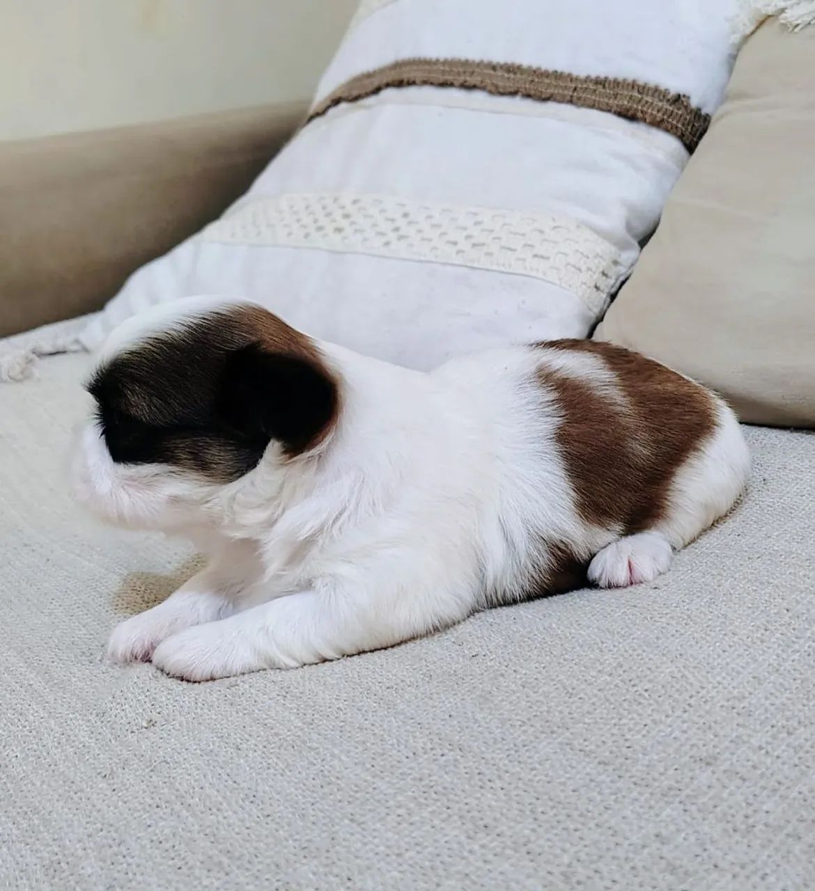 Shih Tzu micro legítimo  - Foto 4